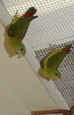 Hanging Parrots