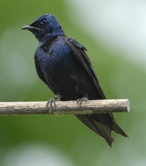 An after-second-year male Purple Martin.