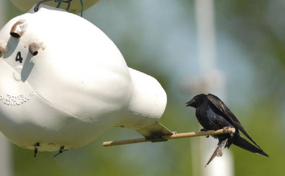 An after-second-year male Purple Martin arrives home and discovers there is trouble