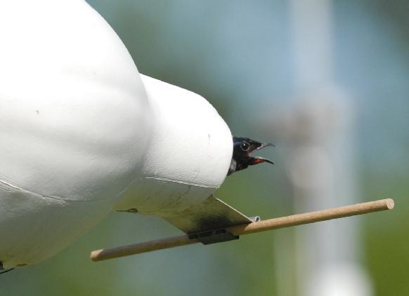 Second-year male Purple Martin vandal